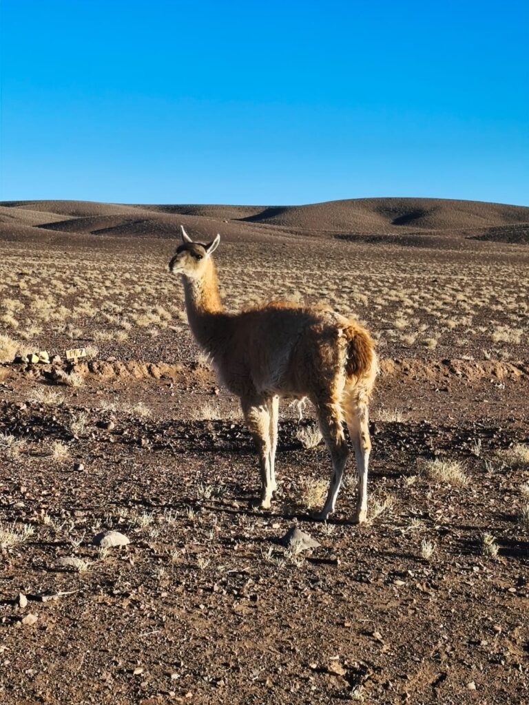 Curiosidades sobre o Deserto do Atacama e tudo o que se deve saber para fazer uma viagem para esse lugar especial