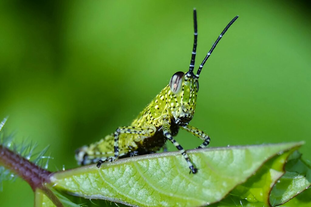 Tudo sobre camuflagem na natureza