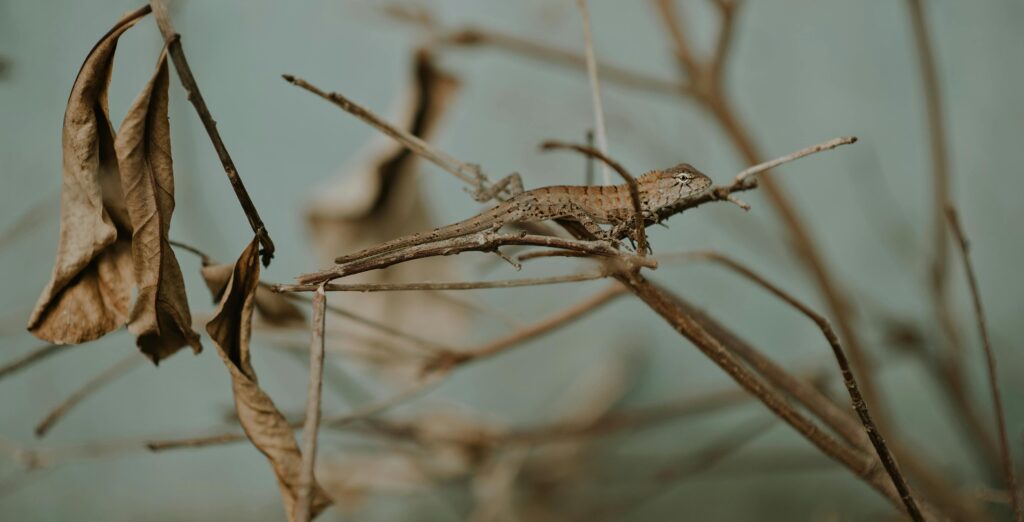 Tudo sobre camuflagem na natureza